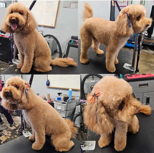 Point Loma Dog Salon N Spa — photo from the business 10