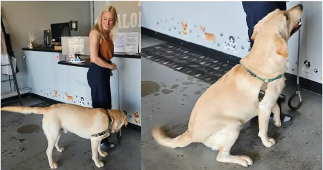 Point Loma Dog Salon N Spa — photo from the business 5