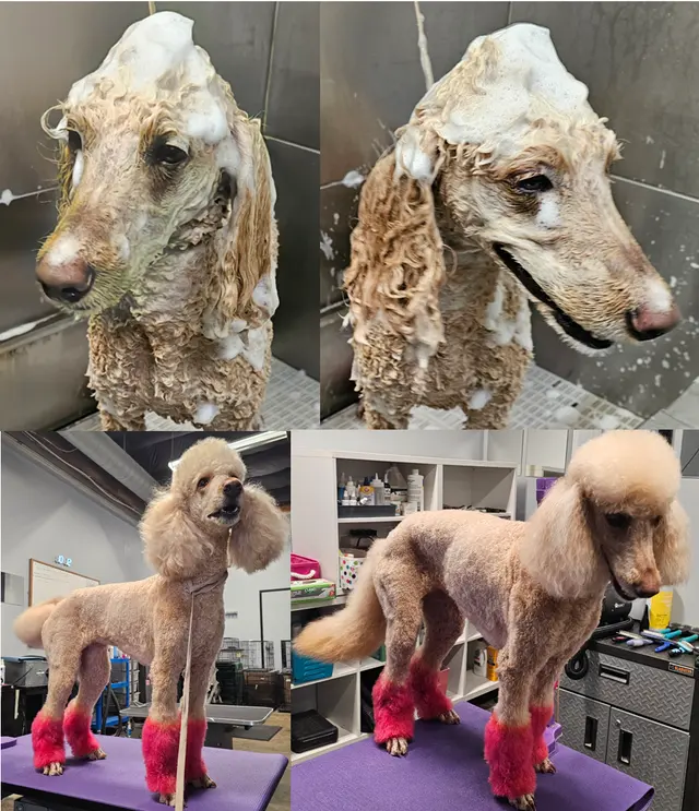 Point Loma Dog Salon N Spa — photo from the business 11