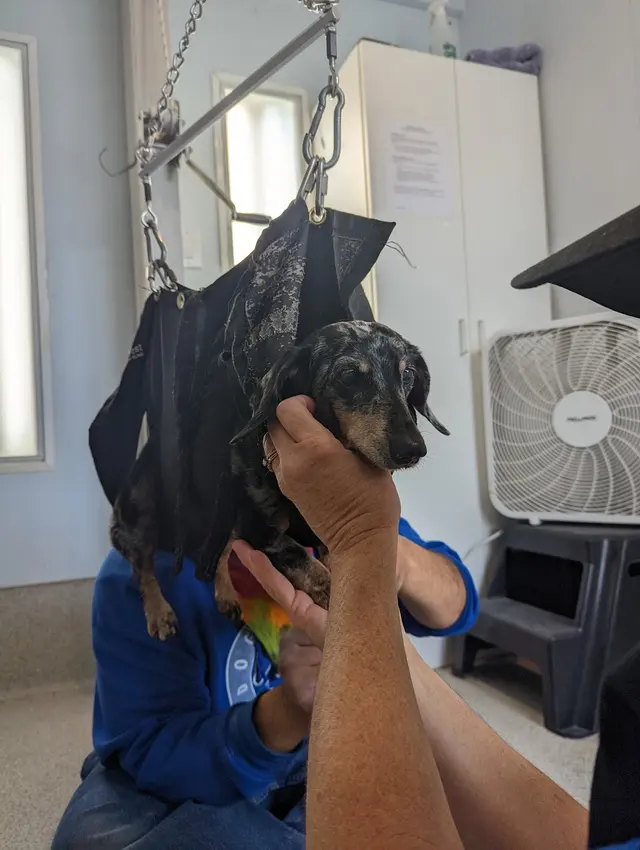Dog Beach Dog Wash — customer photo 8