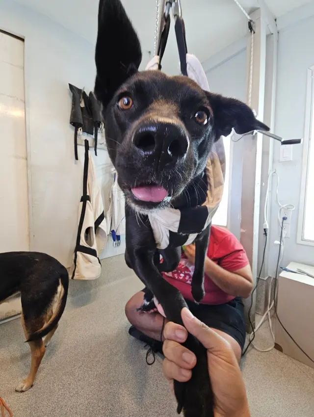Dog Beach Dog Wash — customer photo 7