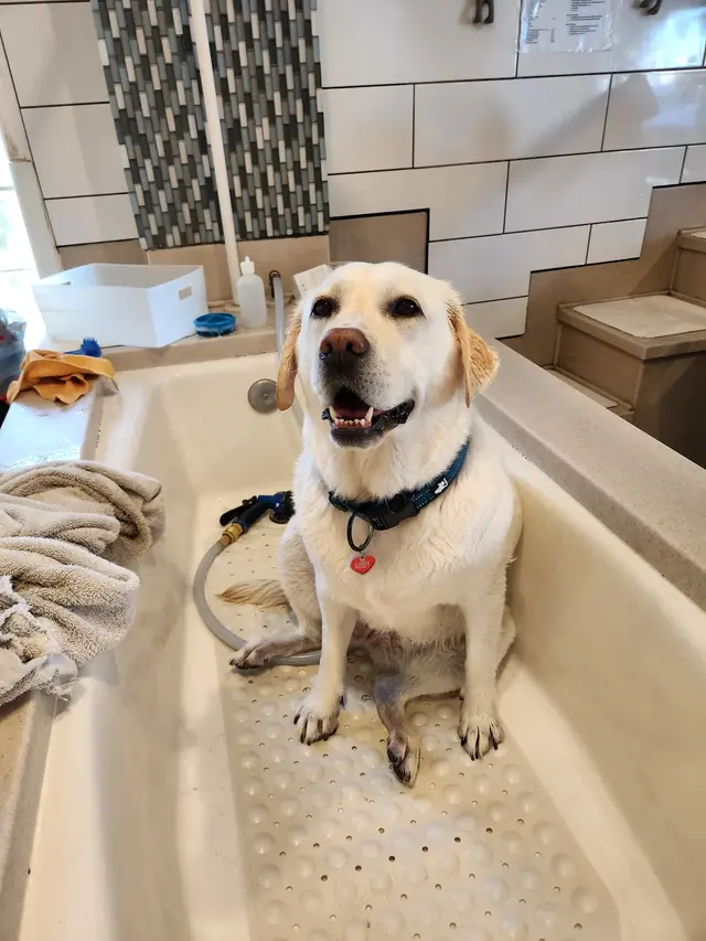 Dog Beach Dog Wash — customer photo 5