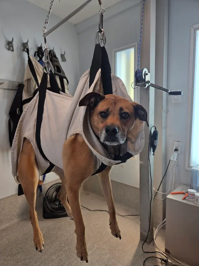 Dog Beach Dog Wash — customer photo 6