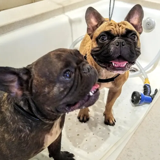 Dog Beach Dog Wash — photo from the business 12