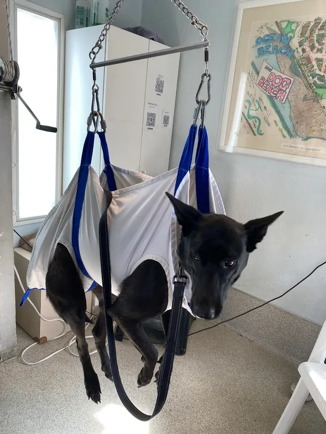 Dog Beach Dog Wash — customer photo 3
