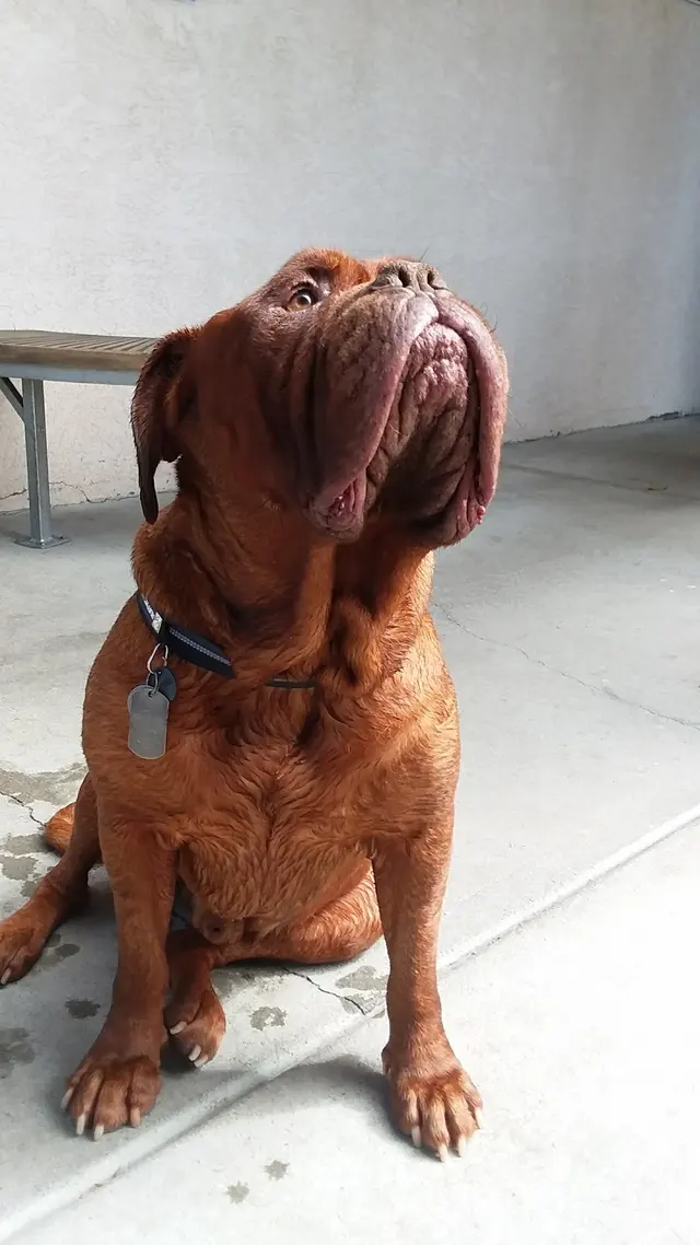 Dog Beach Dog Wash — customer photo 11