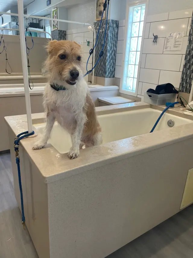 Dog Beach Dog Wash — customer photo 4