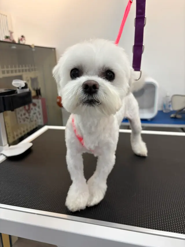 Pet Beloved — customer photo 3