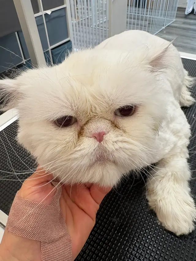 Pet Beloved — photo from the business 12