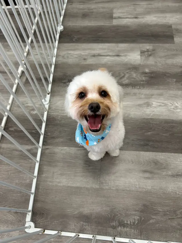 Pet Beloved — photo from the business 9