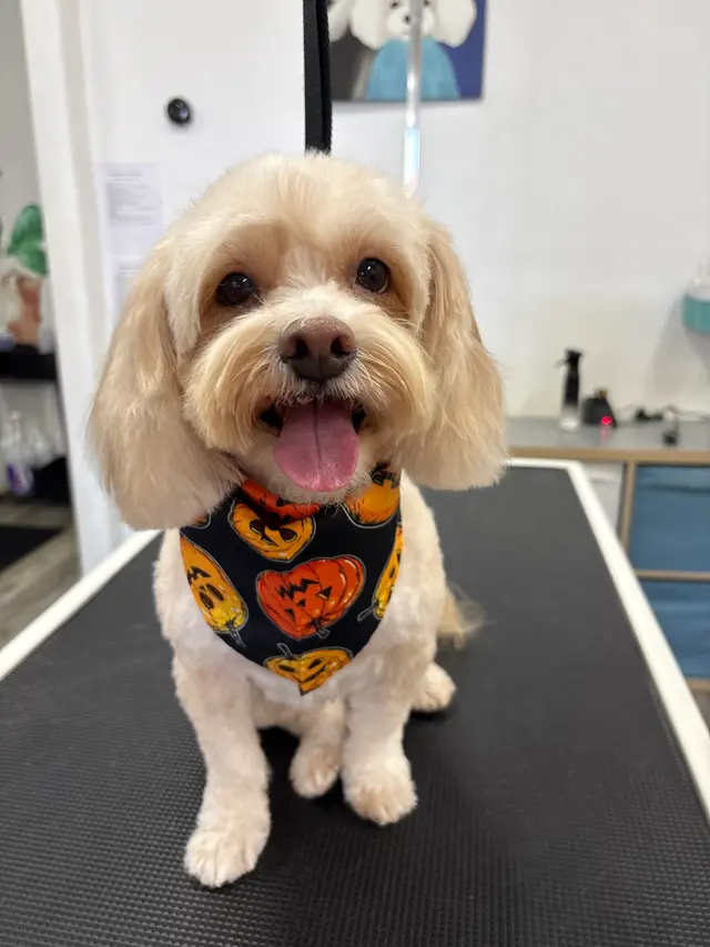 Pet Beloved — customer photo 5