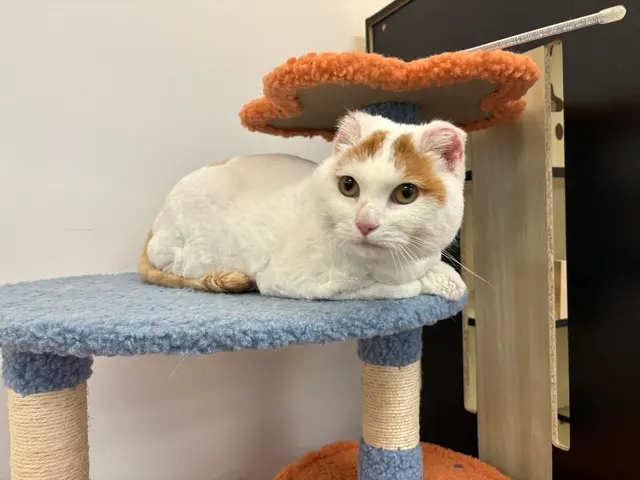 Pet Beloved — photo from the business 10