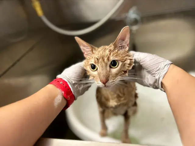 Pet Beloved — photo from the business 6