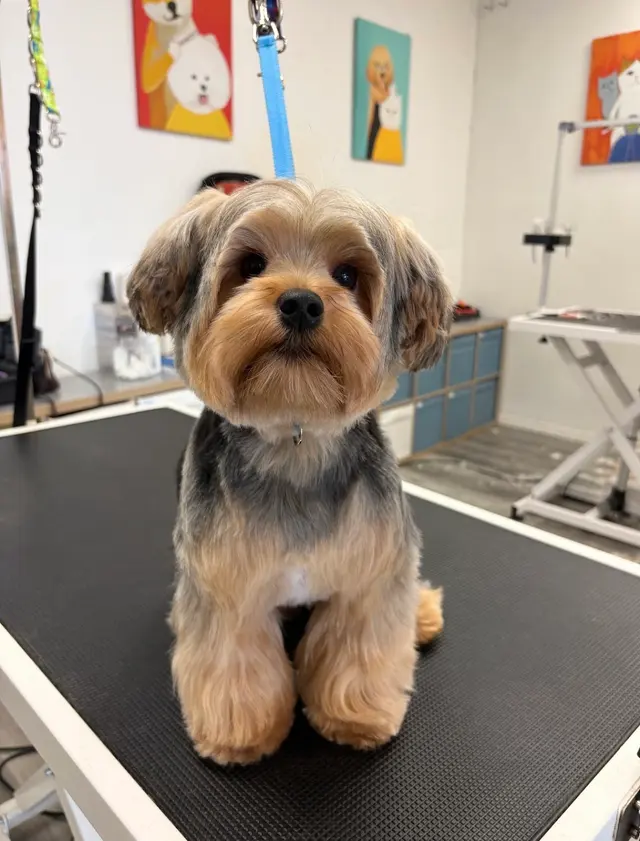 Pet Beloved — customer photo 8