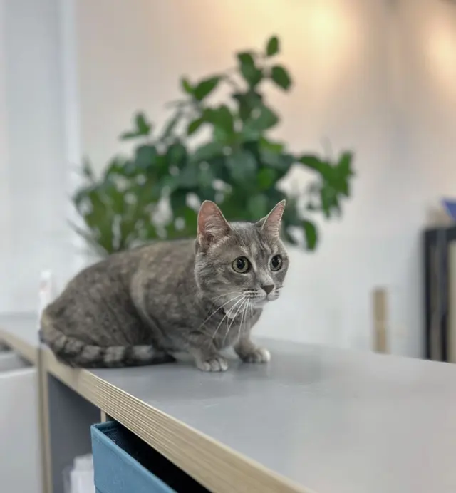 Pet Beloved — photo from the business 1