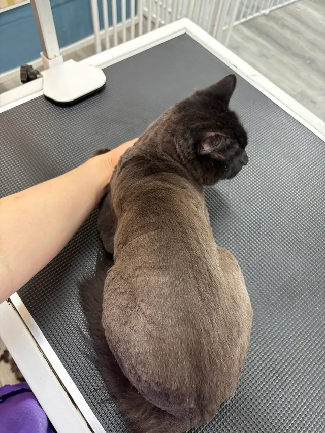 Pet Beloved — customer photo 7