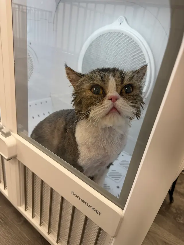 Pet Beloved — photo from the business 2