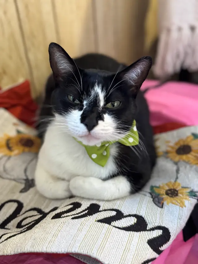 Pet Beloved — customer photo 11