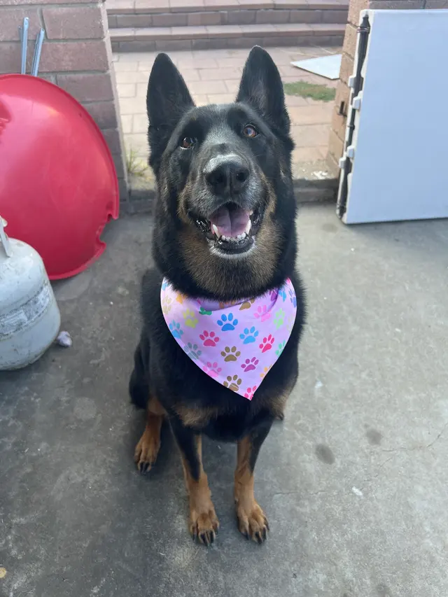 Dunk'N Dogs — customer photo 6