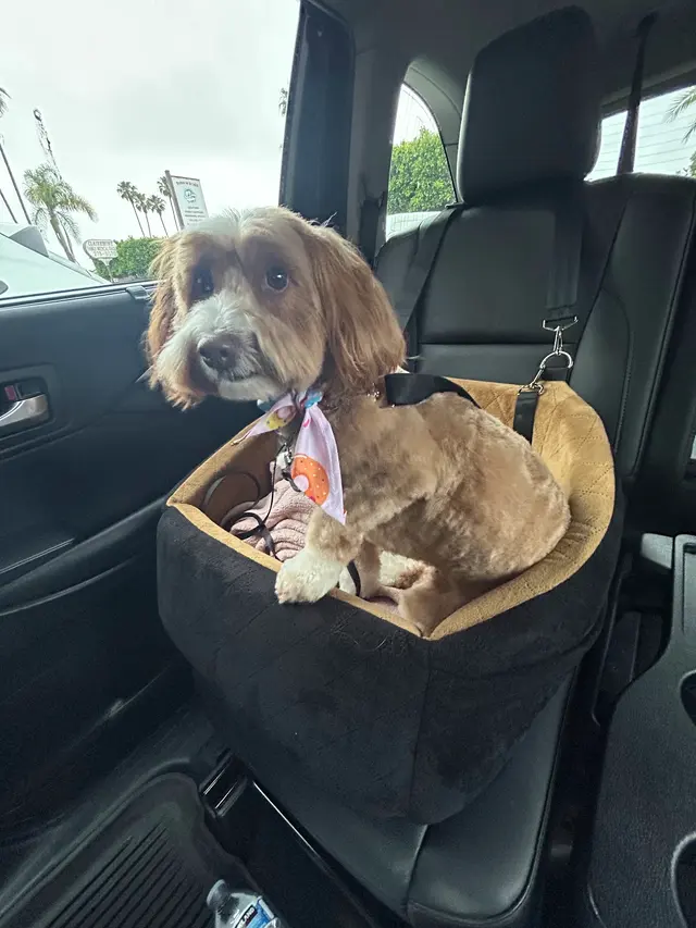 Dunk'N Dogs — customer photo 10