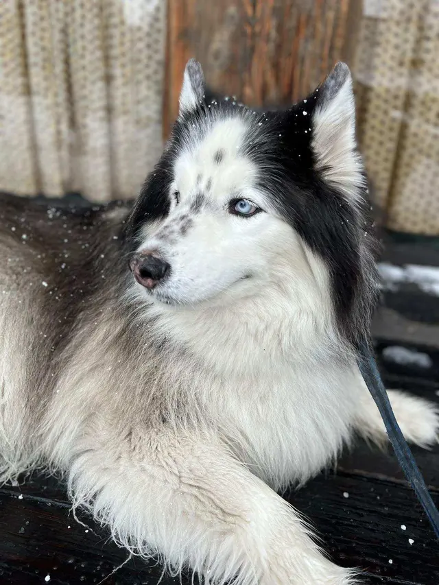 Dunk'N Dogs — customer photo 8
