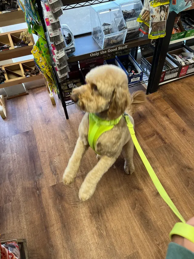 Dunk'N Dogs — customer photo 5