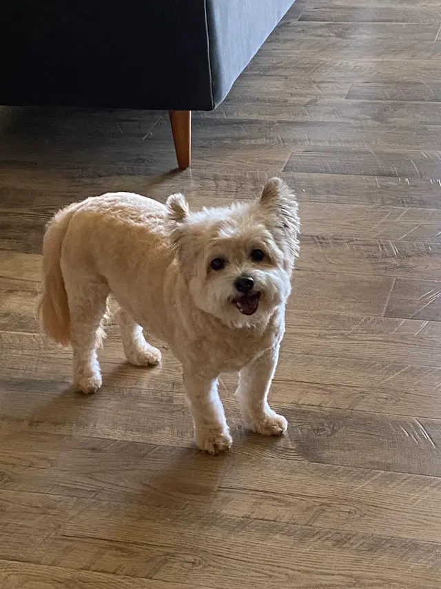 Dunk'N Dogs — customer photo 7