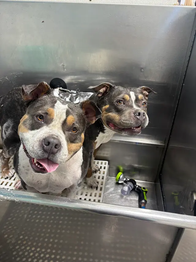 Dunk'N Dogs — photo from the business 2