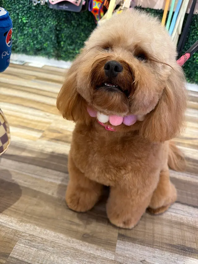 Mimo Grooming Studio - University Heights | Gabriel Feitosa — customer photo 6