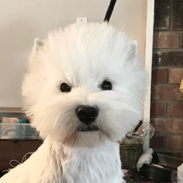 Mimo Grooming Studio - University Heights | Gabriel Feitosa — customer photo 8