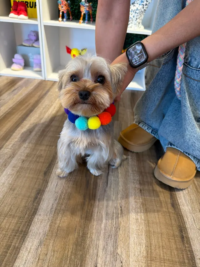 Mimo Grooming Studio - University Heights | Gabriel Feitosa — customer photo 12