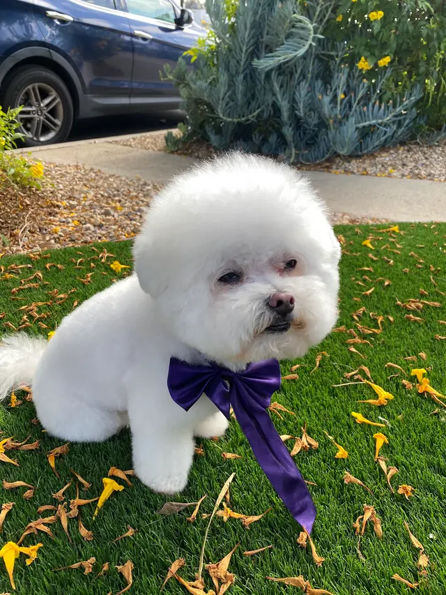 Customer photo from Grace's review