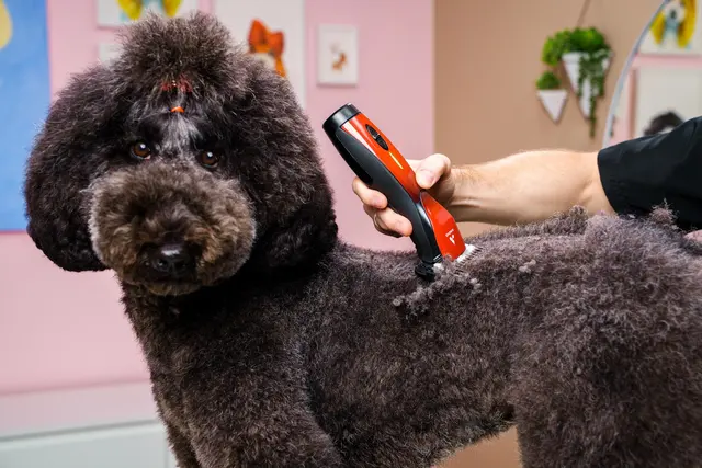 Mimo Grooming Studio - University Heights | Gabriel Feitosa — photo from the business 4