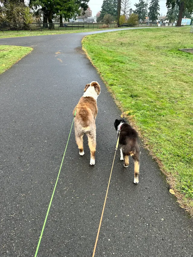 Customer photo of work by Yuko's Dog Grooming, from MyVisit MyView's review