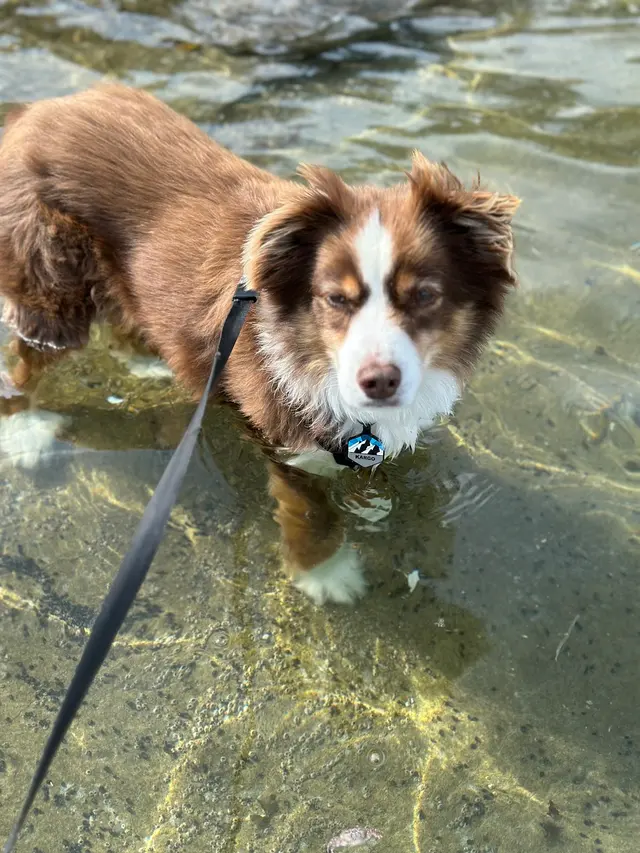 Yuko's Dog Grooming — customer photo 3