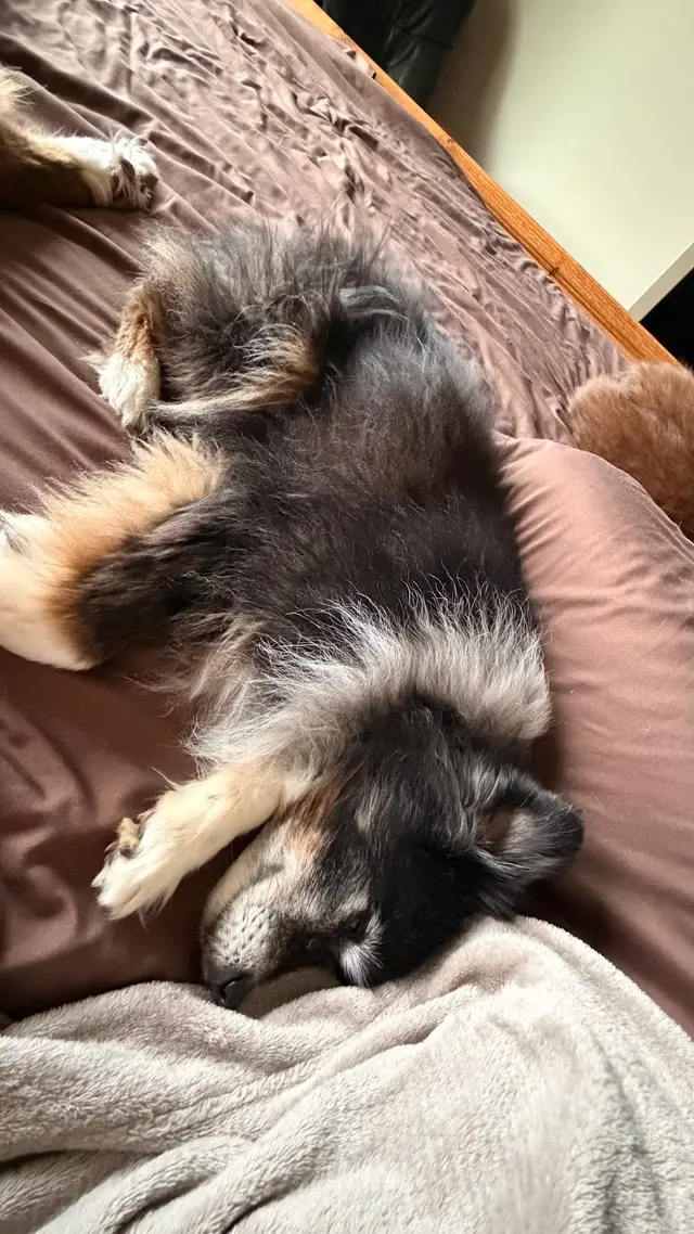 Customer photo of work by Yuko's Dog Grooming, from MyVisit MyView's review