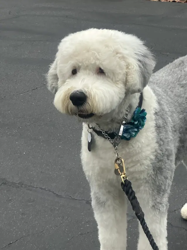 Customer photo of work by Yuko's Dog Grooming, from B A Borkenheim's review