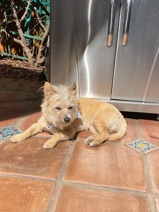 Yuko's Dog Grooming — customer photo 9