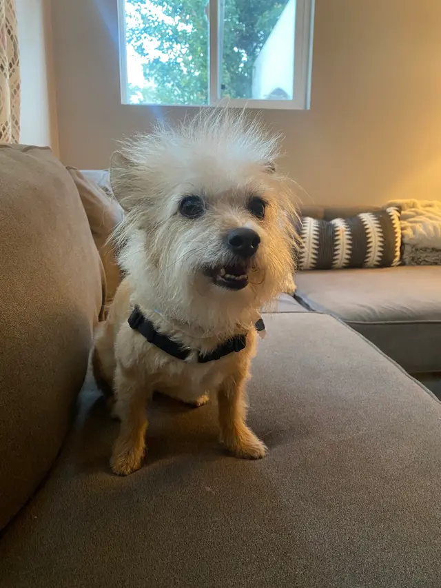 Yuko's Dog Grooming — customer photo 5