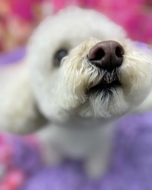 Yuko's Dog Grooming — customer photo 10