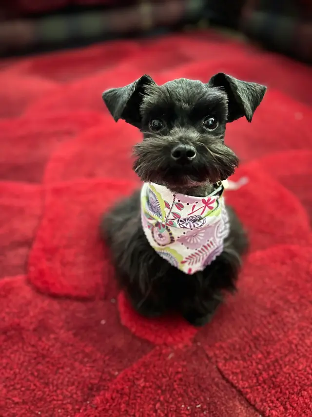Yuko's Dog Grooming — customer photo 2