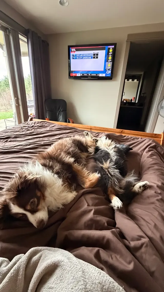 Yuko's Dog Grooming — customer photo 4