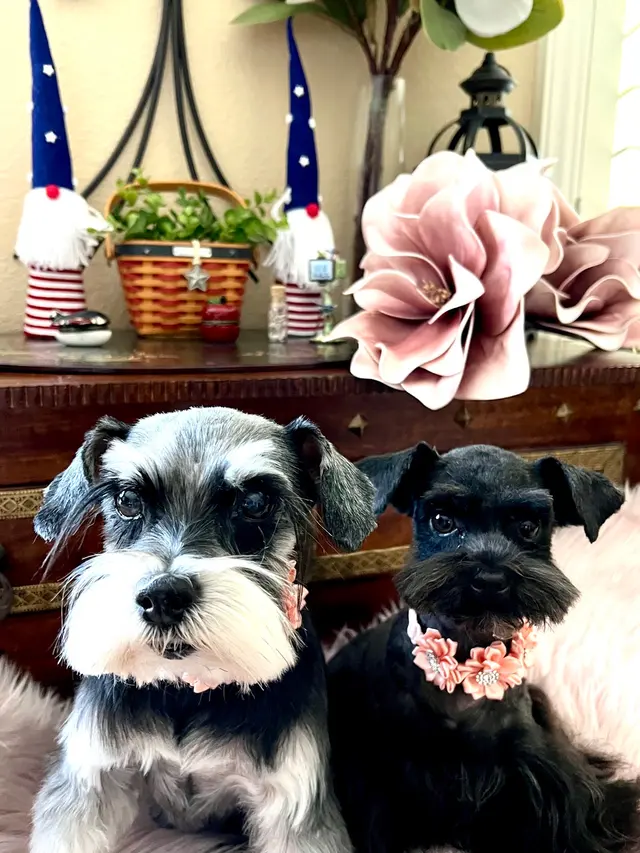 Yuko's Dog Grooming — customer photo 6