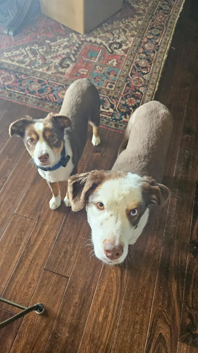 Customer photo of work by Yuko's Dog Grooming, from MyVisit MyView's review