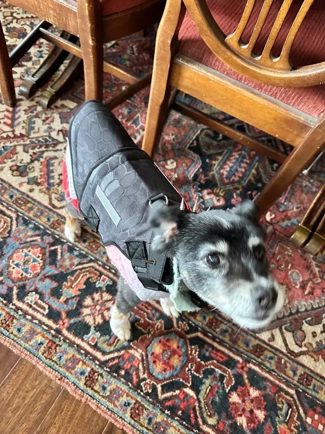 Customer photo of work by Yuko's Dog Grooming, from MyVisit MyView's review