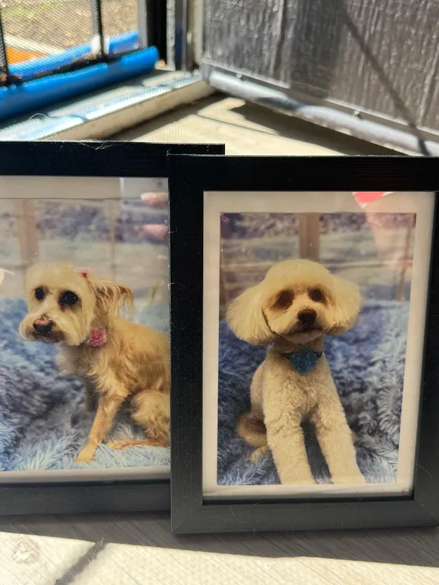 Customer photo of work by Yuko's Dog Grooming, from Keijahnae McCray's review