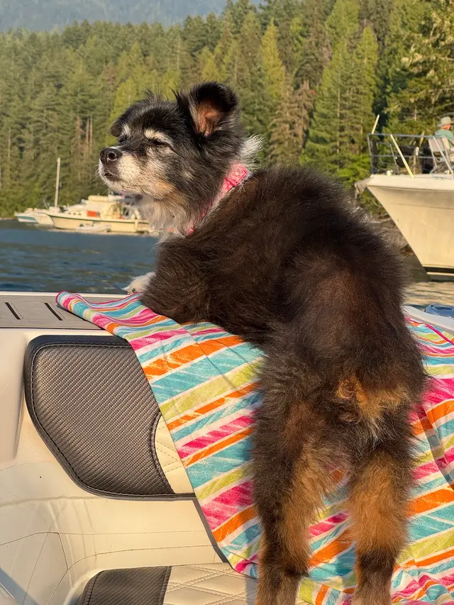 Yuko's Dog Grooming — customer photo 12