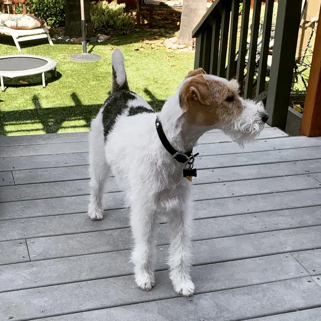 Yuko's Dog Grooming — customer photo 7