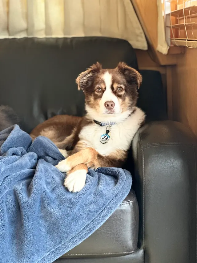 Customer photo of work by Yuko's Dog Grooming, from MyVisit MyView's review