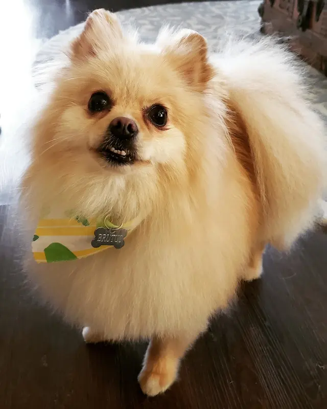 Yuko's Dog Grooming — customer photo 8